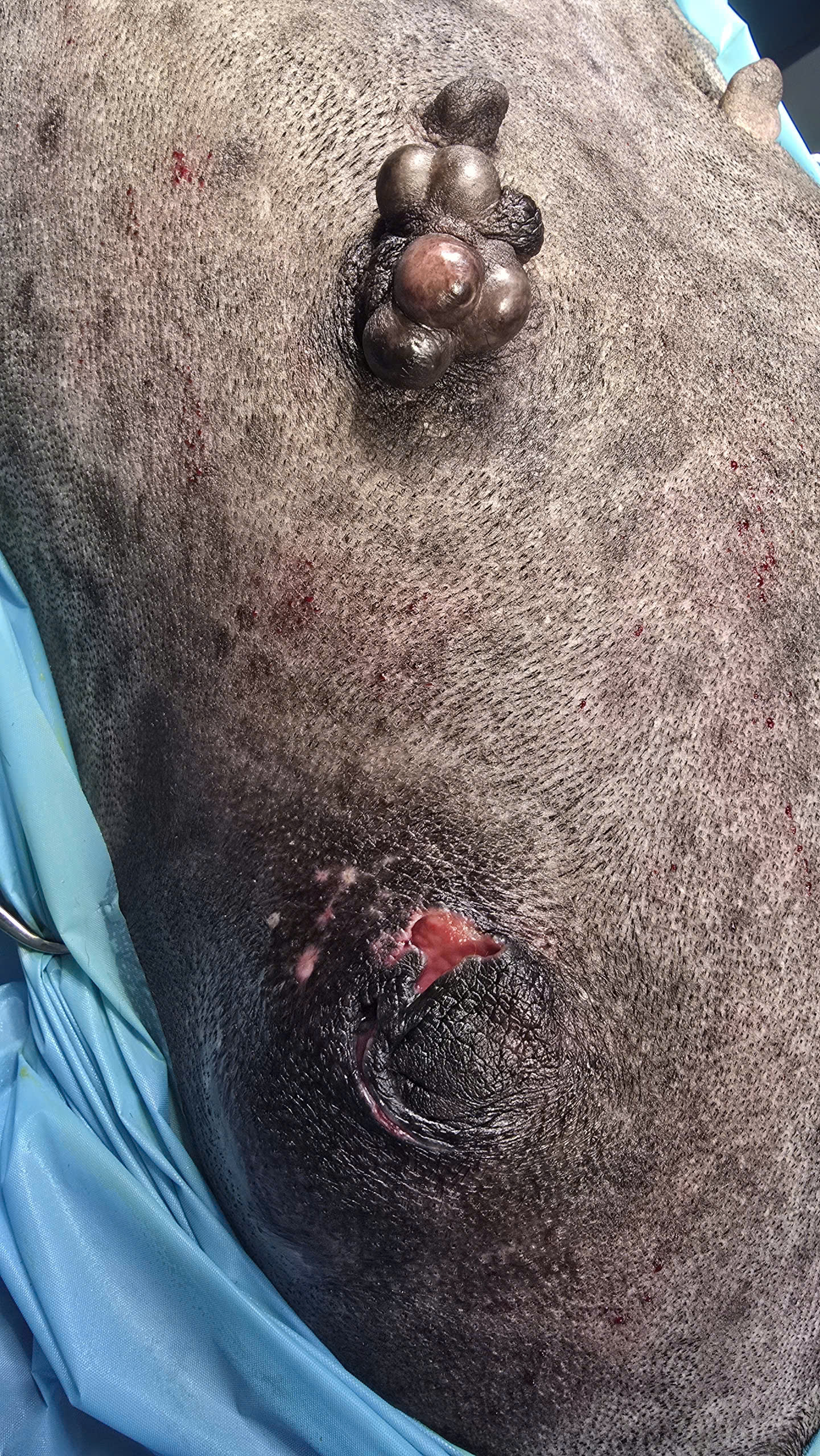 Bệnh viện Thú Y Gia Kiệm - Hình 3